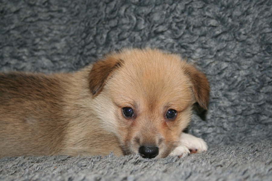 Puppies